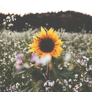 Meet your Posher, Rosie